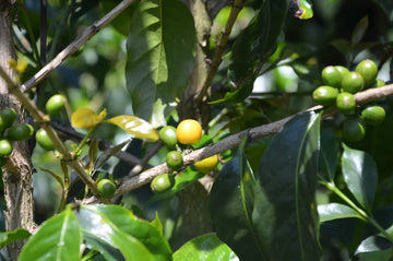 DSC_3280-scaled|Mailing origen del café