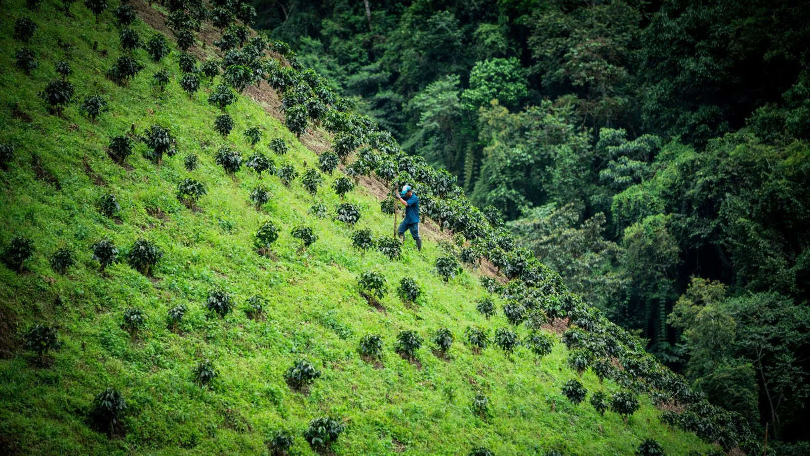 Origenes del café|Imagen1|Imagen3|Imagen2