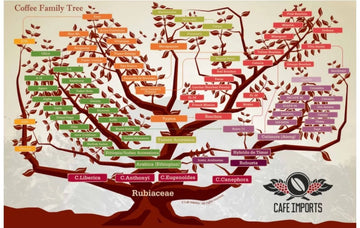 arbol-familia-cafe