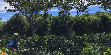 banner ecologico|Cadena de valor empresarial|Cadena de valor empresarial 2