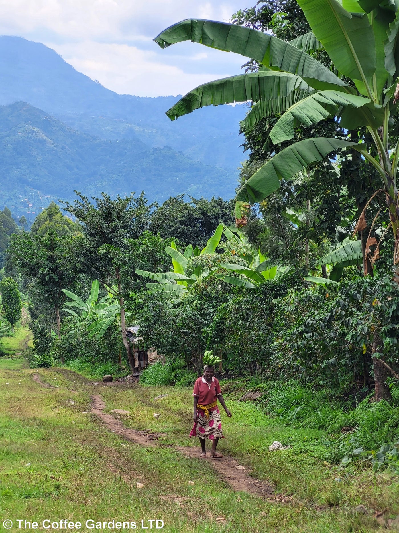 Un café audacieux et vibrant, originaire des pentes du mont Elgon.