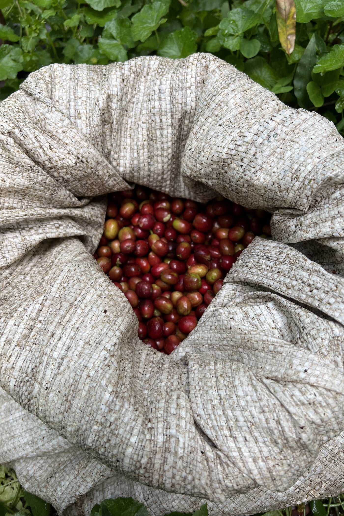 Una producción artesanal que honra las raíces cafeteras de Brasil.