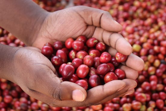 A Brazilian coffee crafted with soul and precision.