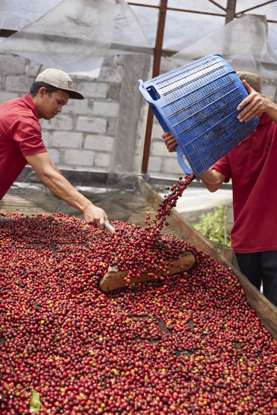A Brazilian coffee crafted with soul and precision.