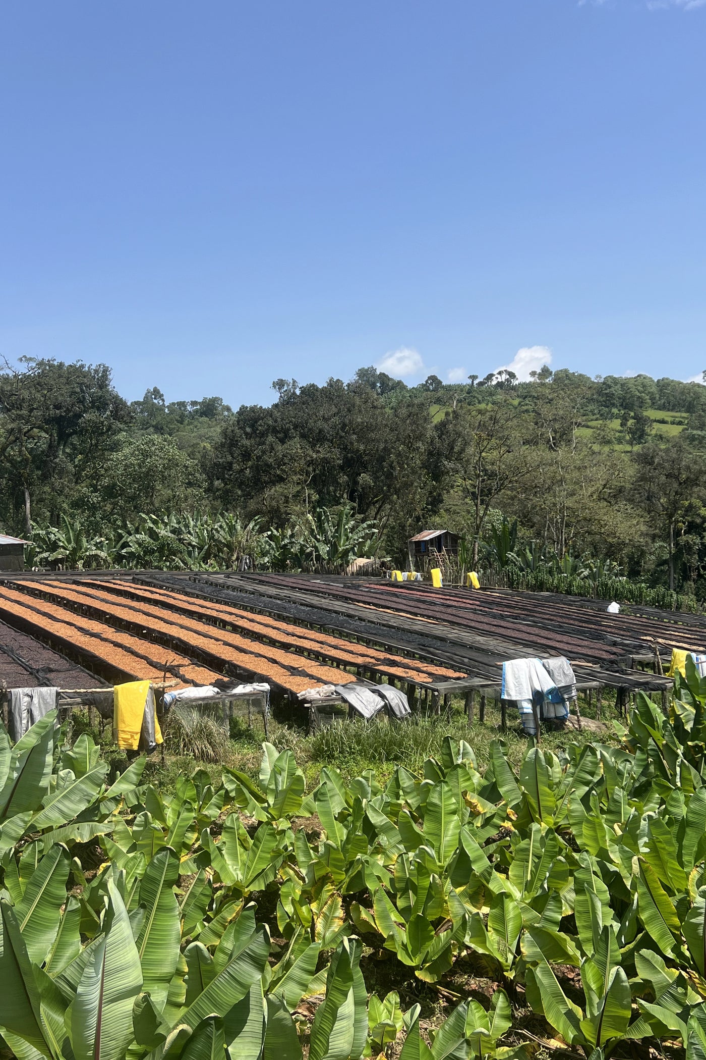 Una producción artesanal que honra las raíces cafeteras de Etiopía.
