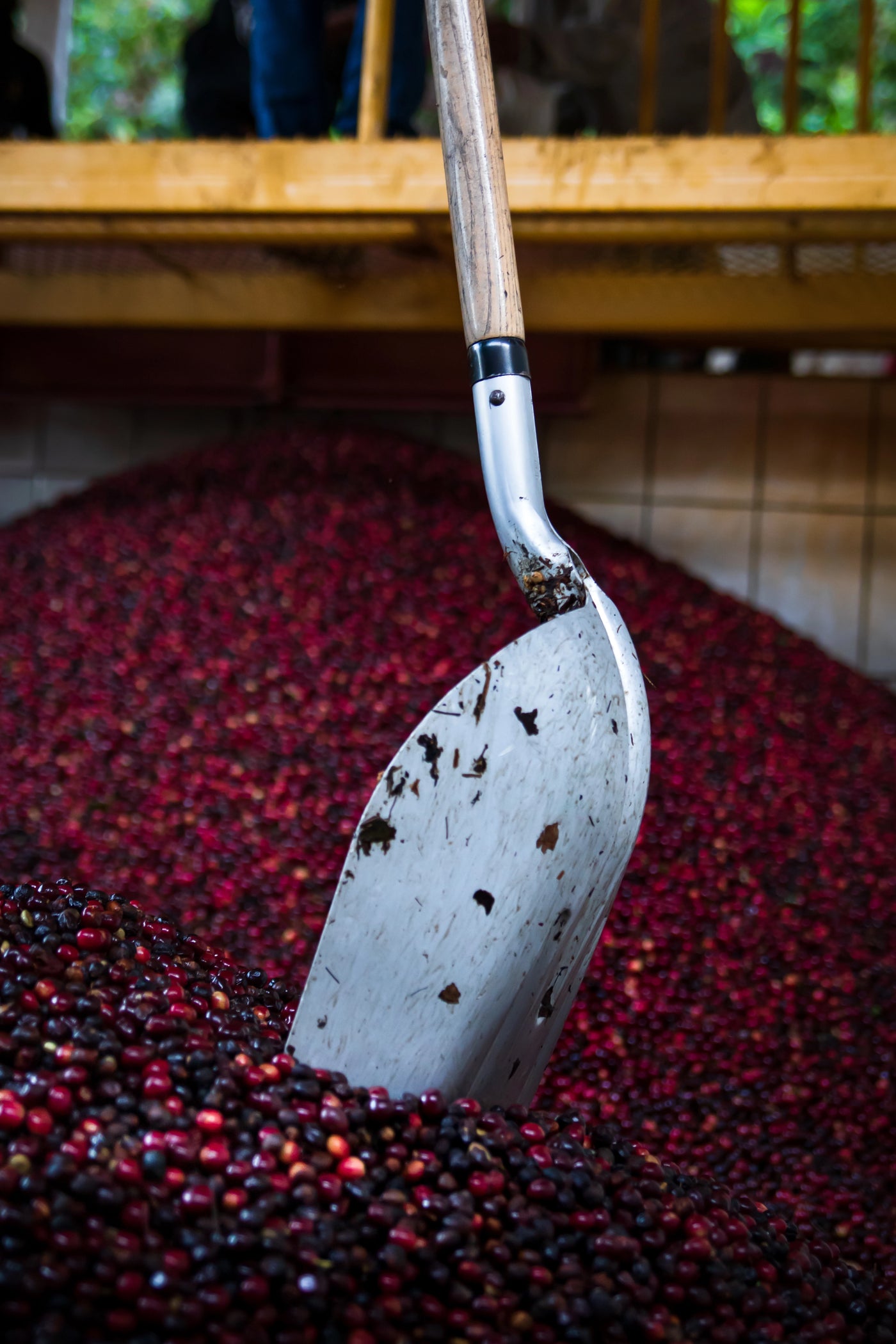 Each grain tells a story of Guatemala, where altitude and climate give character.