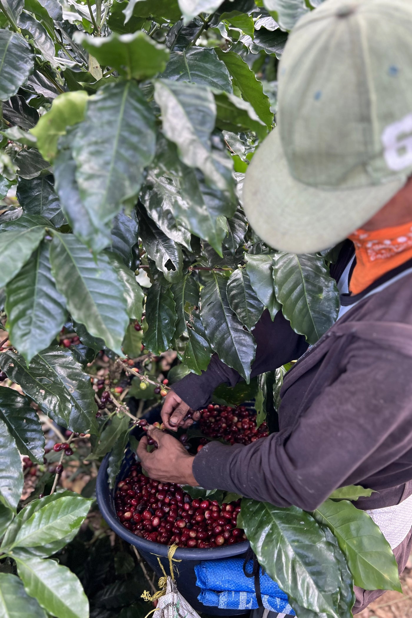 Desde las montañas de Nicaragua, un café que expresa pureza y dedicación.
