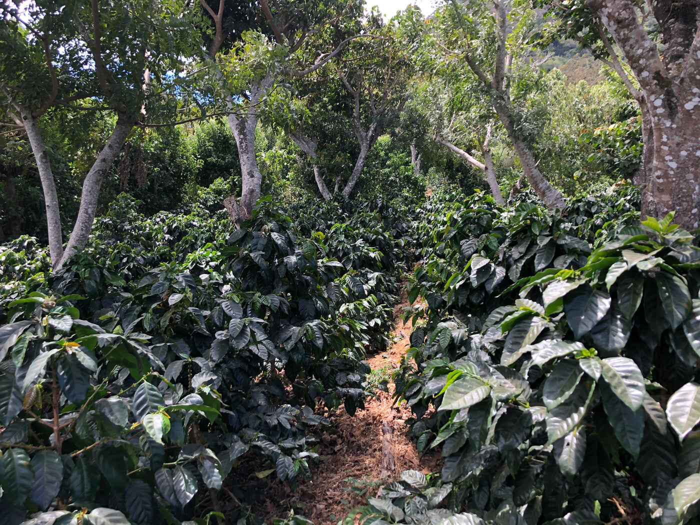 A handcrafted production that honors Peru's coffee roots.