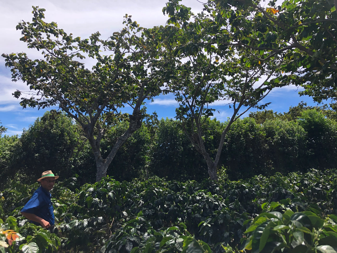 Exceptional origin from Honduras, carefully crafted to preserve its identity.