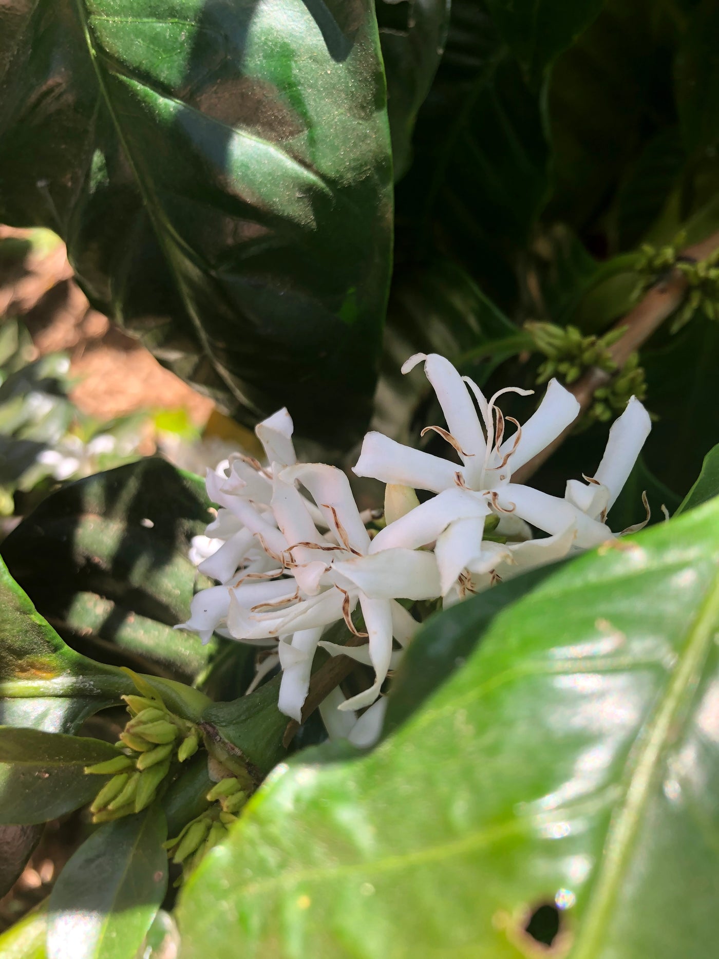 From the mountains of Brazil, a coffee that expresses purity and dedication.