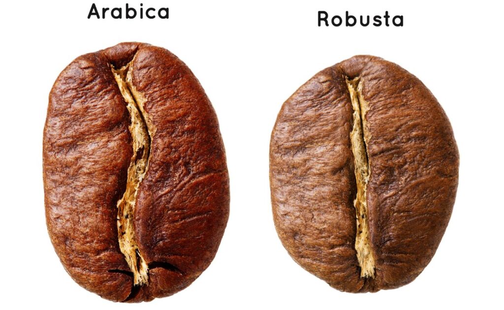 Diferencias entre los tipos de grano de café